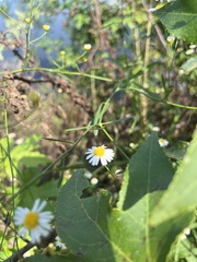 Boltonia asteroides