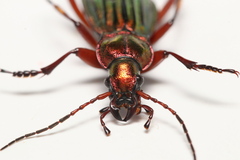 Carabus auronitens