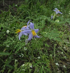 Solanum citrullifolium