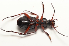 Carabus auronitens