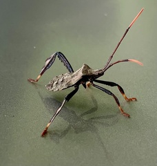 Acanthocephala femorata