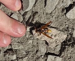 Mischocyttarus flavitarsis