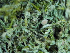 Bilimbia sabuletorum