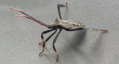 Acanthocephala femorata