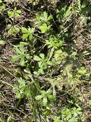 Potentilla intermedia