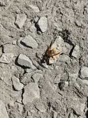 Mischocyttarus flavitarsis