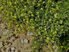 Medicago falcata