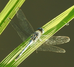 Diplacodes trivialis