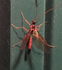 Opheltes glaucopterus barberi