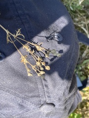 Potentilla intermedia