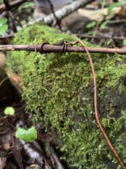 Amblystegium serpens