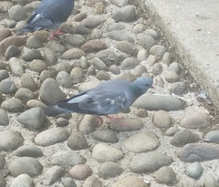 Columba oenas