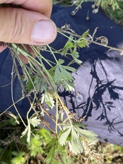 Potentilla intermedia