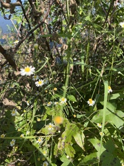 Boltonia asteroides