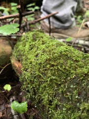 Amblystegium serpens