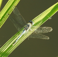 Diplacodes trivialis