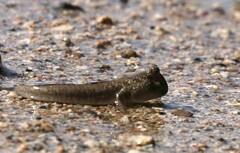 Periophthalmus argentilineatus