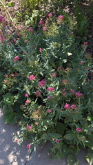 Centranthus ruber