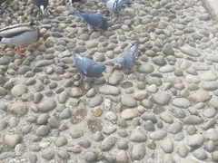 Columba oenas