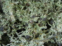 Bilimbia sabuletorum