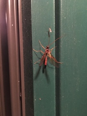 Opheltes glaucopterus barberi