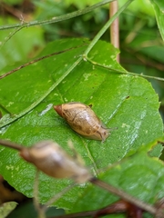 Succinea putris