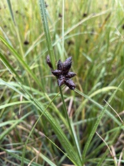 Bolboschoenus maritimus