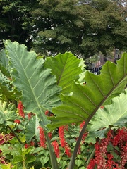 Colocasia