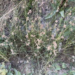 Bolboschoenus maritimus
