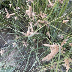 Bolboschoenus maritimus