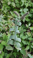 Mentha longifolia
