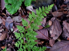 Cystopteris fragilis apiiformis