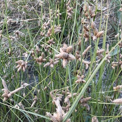 Bolboschoenus maritimus