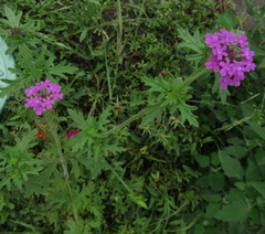 Glandularia canadensis
