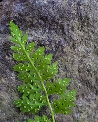 Cystopteris fragilis apiiformis