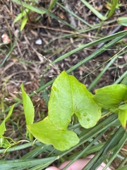 Fallopia convolvulus