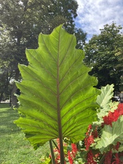 Colocasia