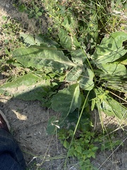 Verbascum lychnitis
