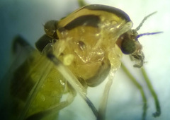 Isocladius