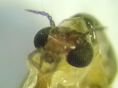 Isocladius