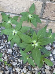 Euphorbia davidii
