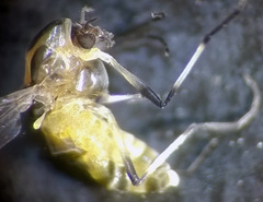 Isocladius