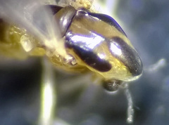 Isocladius