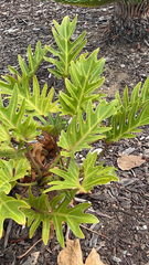 Thaumatophyllum xanadu