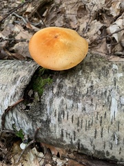 Gymnopilus luteus