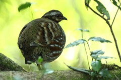 Arborophila rufogularis