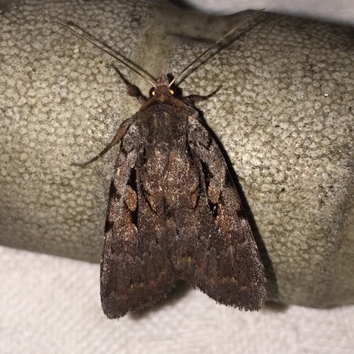 Two-spotted Dart photo 3