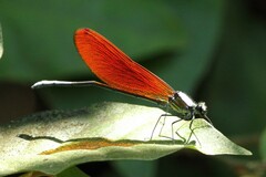 Mnais andersoni