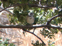 Artemisiospiza belli