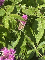 Anagrapha falcifera